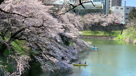 relaxing time by the imperial palace moat of chidorigafuchi park with rowboats navigating around cherry blossom