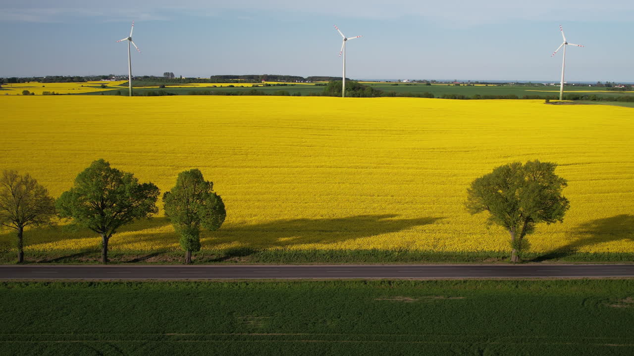 un coche negro conduce por una carretera de asfalto con el telón de fondo de un campo de colza en maduración y una granja eólica - aérea de izquierda a derecha