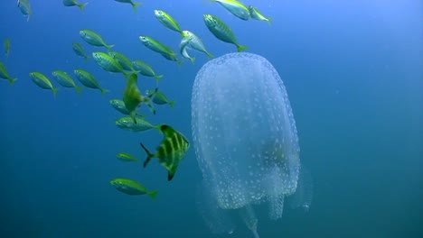 box jellyfish with small fish 5