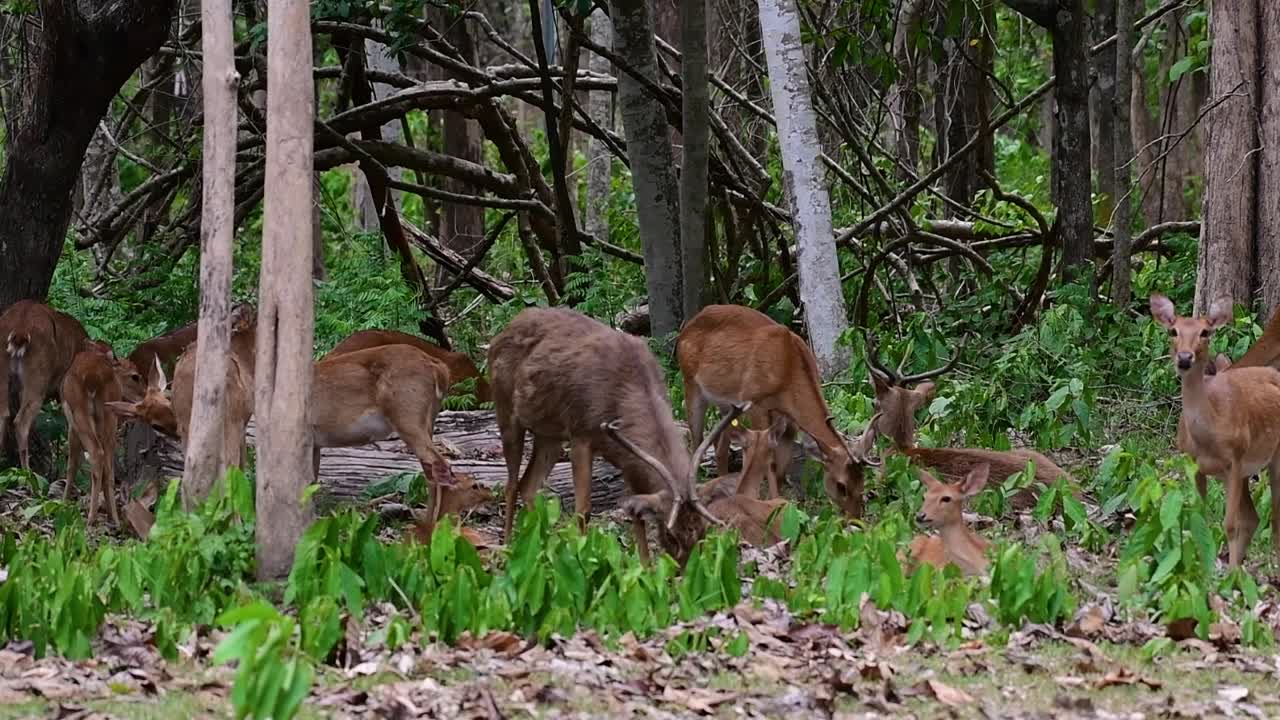 들판의 사슴은 서식지 손실과 사냥으로 인해 멸종 위기에 처한 종입니다.