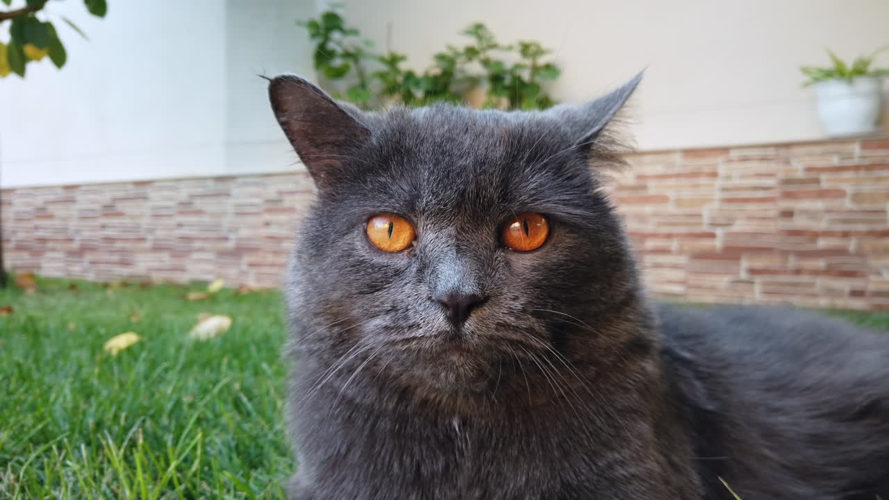 Uno splendido gatto grigio con vivaci occhi arancioni si rilassa sull'erba verde in un giardino soleggiato. Lo sfondo presenta un ambiente incantevole e tranquillo con delle piante