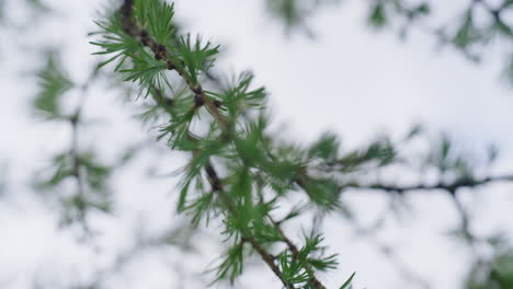 Spruce-needles-on-tree-branch-view-in-closeup-against-white-cloudy-sky.