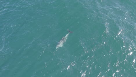 antena de un delfín mular común nadando bajo el océano en australia