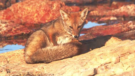 south american gray fox sits down in the morning light to dry its fur and cleans up