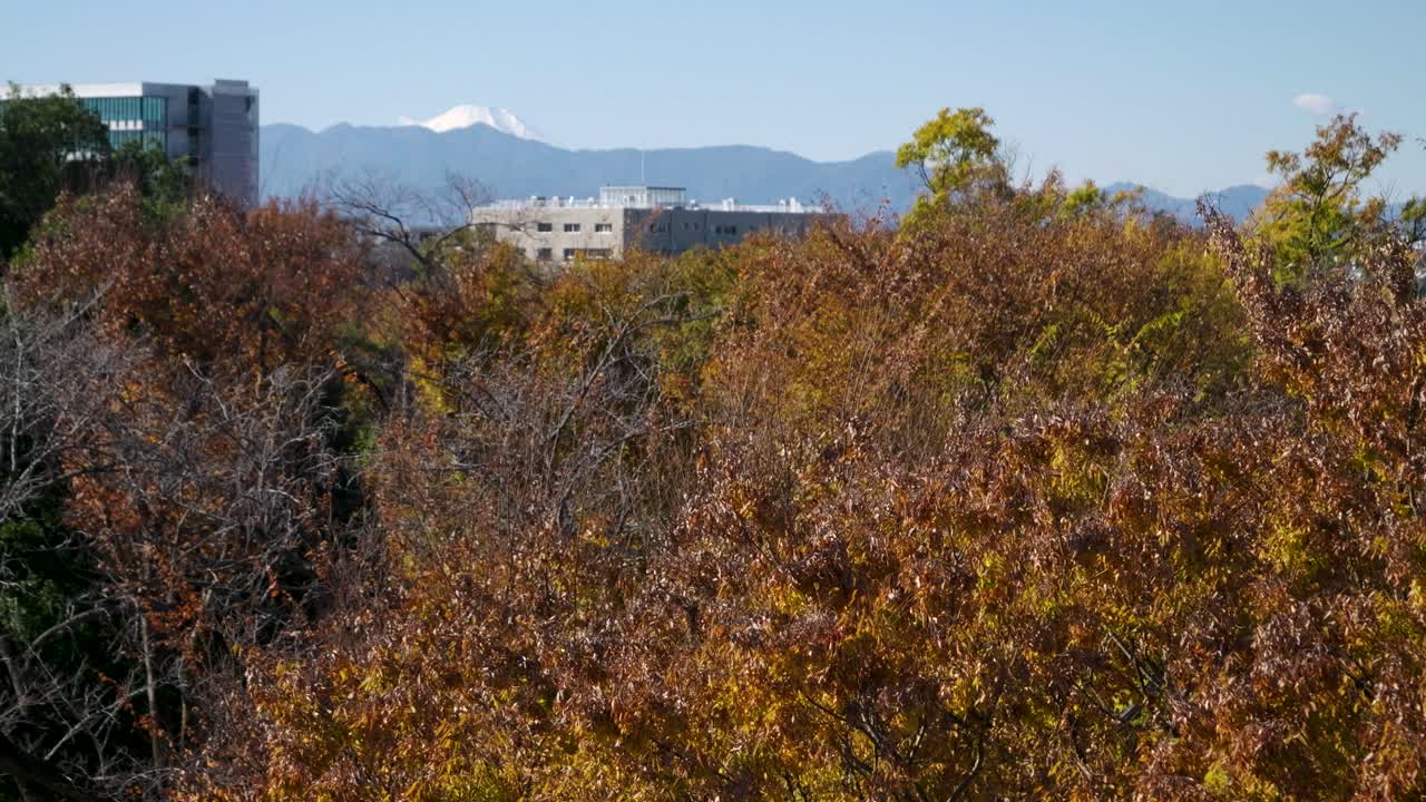 Ikuta Ryokuchi park near Tokyo, Japan during fall with Mount Fuji in distance