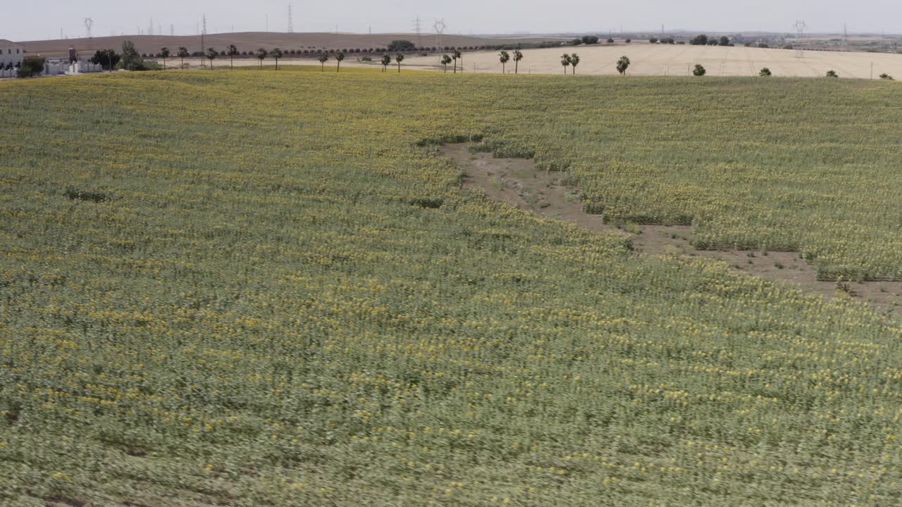 paisaje de campo de girasoles