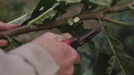 mid shot of male gardener clipping leaves from plant