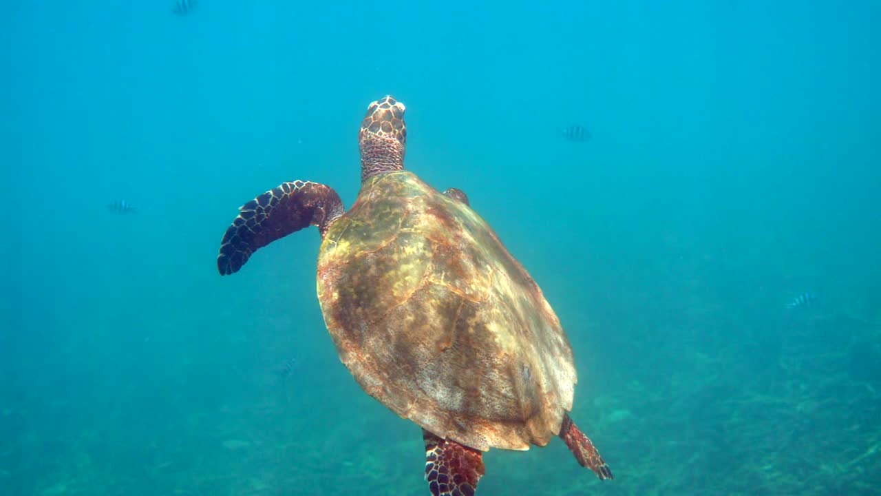 Hawksbill sea turtle swimming in blue ocean with many tropical fish, ascends to the surface to breathe. Underwater video of wildlife sea turtle rises for breath of air. Deep ocean wildlife.