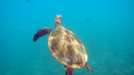la tortuga de mar hawksbill nadando en el océano azul con muchos peces tropicales, asciende a la superficie para respirar. video submarino de la tortuga marina de la vida silvestre se levanta para respirar aire. vida silvestre del océano profundo.