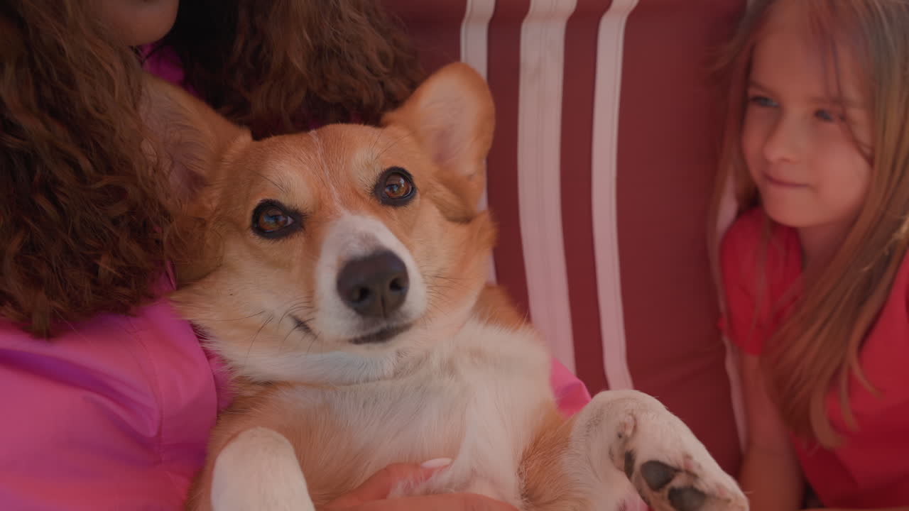 Relaxed Corgi Basking In Comforting Family Atmosphere, Adorable Corgi Resting Peacefully During Warm Family Gathering, Charming Corgi Picture Capturing Cheerful Moments With Loved Ones In Cozy Light