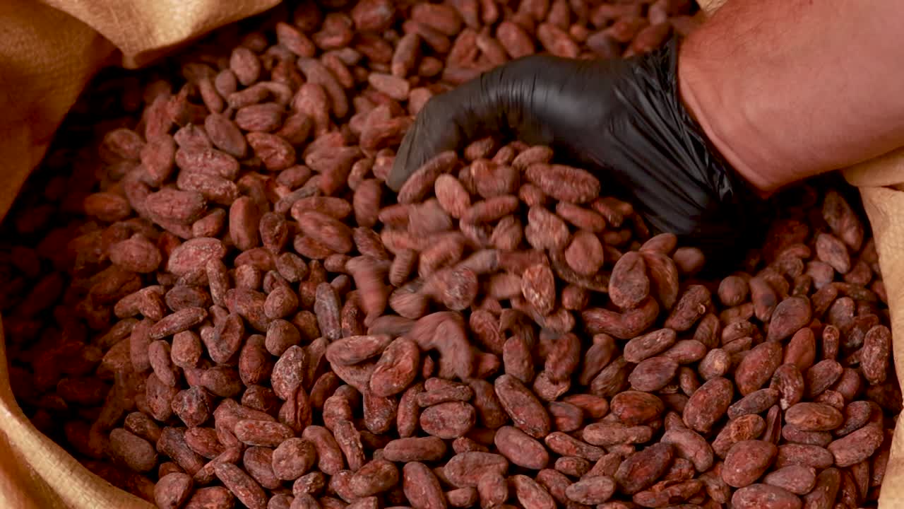 recogiendo los granos de cacao a mano