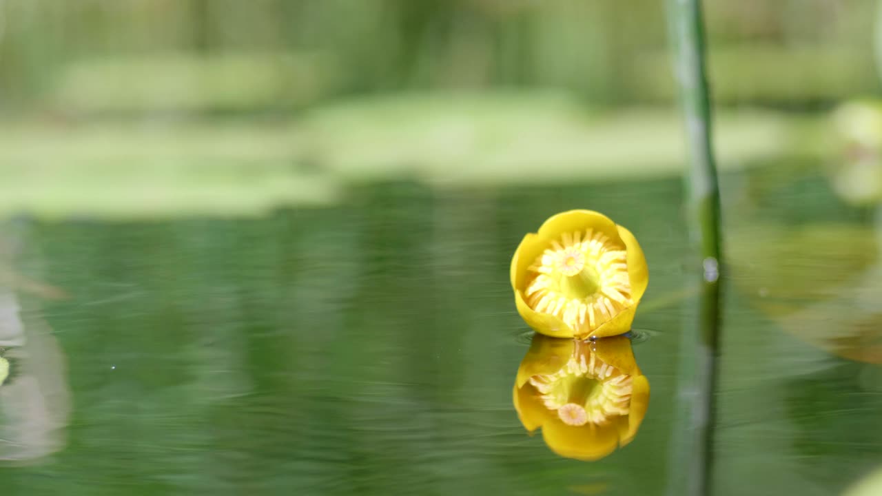 꽃이 피는 노란색 nuphar lutea