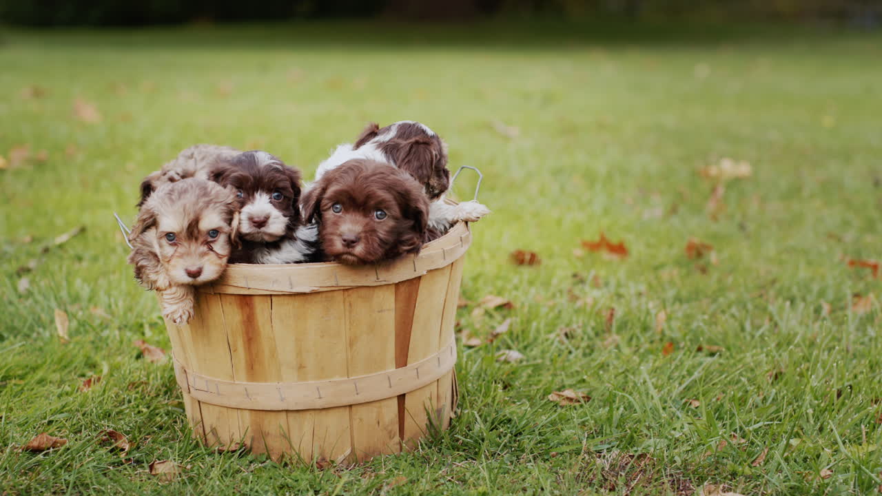 cubo con pequeños cachorros en el césped en un día de otoño