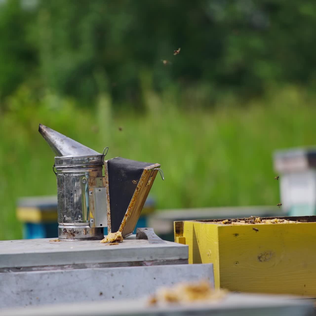 Smoker stands near the opened hive. Beekeeping tool to calm bees with smoke on a beehive. Bees flying around. Theme of beekeeping and honey bees