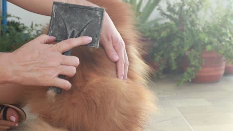 Woman-Groom,-Brush-Small-Orange-Dog’s-Back-Fur-Coat,-Outside,-Handheld