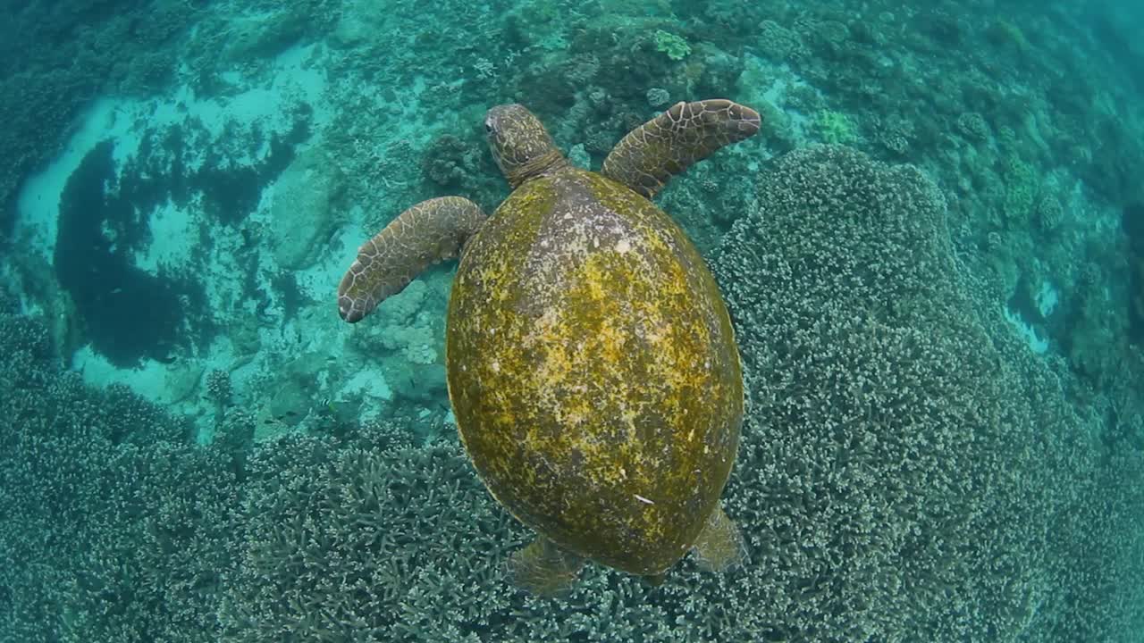 una tortuga marina nadando casualmente sobre un arrecife tropical