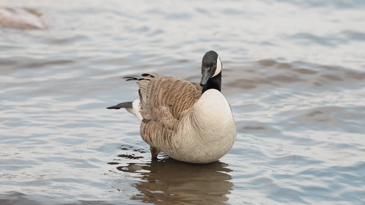 el ganso canadiense agita sus alas y plumas mientras se limpia en las aguas poco profundas del río ottawa en la isla bate