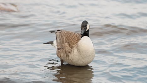 Kanadische-Gans-Sträubt-Ihre-Flügel-Und-Federn,-Während-Sie-Sich-Im-Seichten-Wasser-Des-Ottawa-River-Auf-Bate-Island-Reinigt