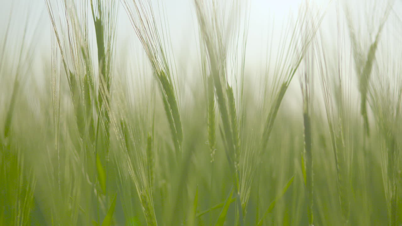 visión de ensueño de la cebada verde exuberante que se mueve suavemente en el viento
