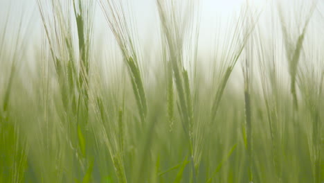 Vista-Cercana-De-Ensueño-De-Cebada-Verde-Exuberante-Moviéndose-Suavemente-En-El-Viento