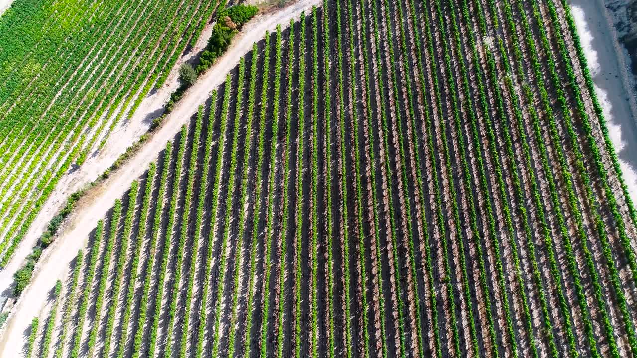 imágenes aéreas de drones al atardecer de viñedos, hileras de campos de uva verde dorado en koilani, limassol, chipre-1