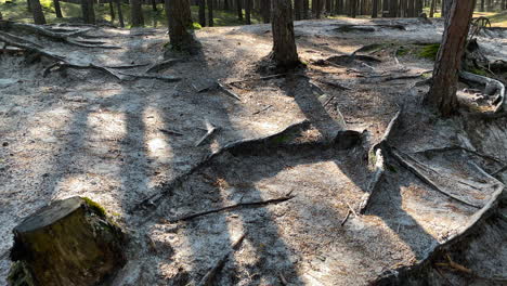 cenizas y árboles carbonizados que quedaron después de un incendio forestal