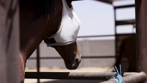 Caballo-Con-Mosquitera-Gira?-Lejos