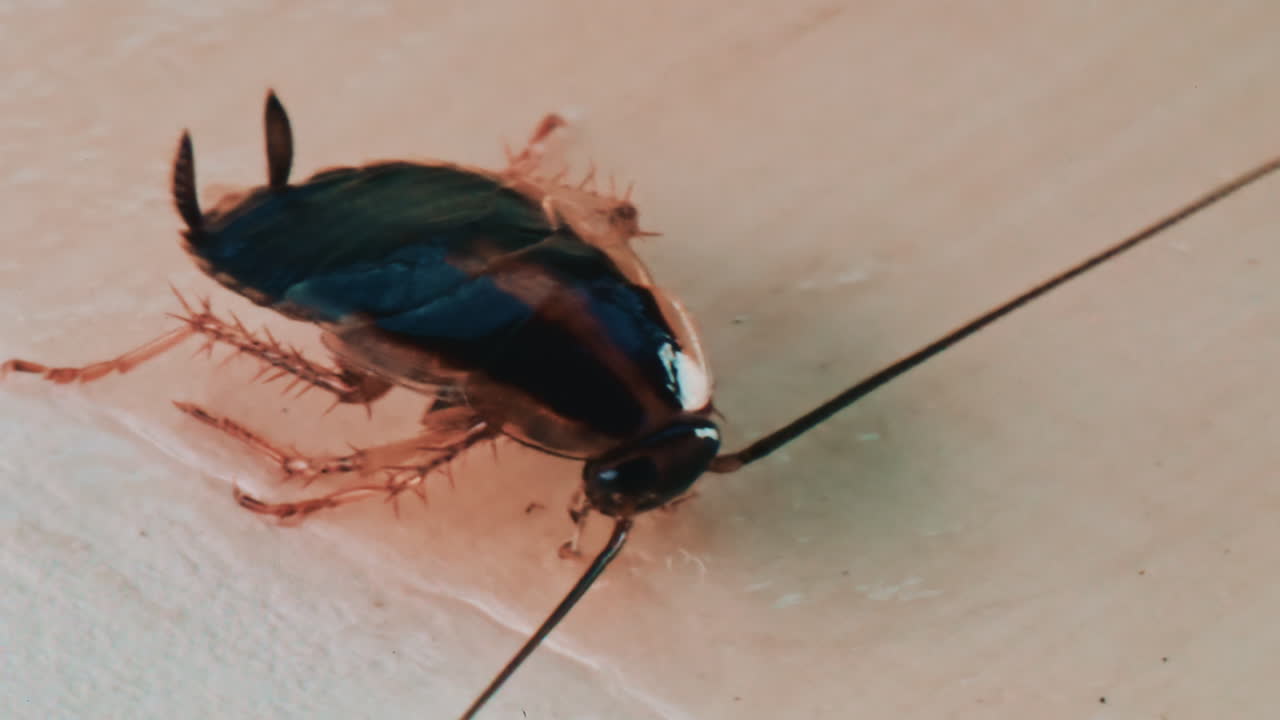 Detailed macro view of a cockroach showing its body texture and movement