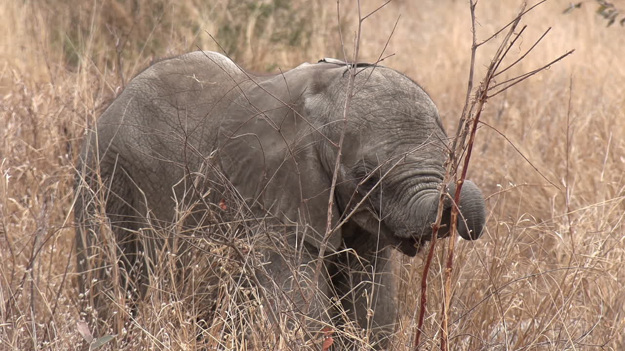 코를 이용해 먹는 법을 배우는 사랑스러운 아기 코끼리