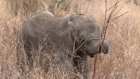 Un-Adorable-Elefante-Bebé-Aprendiendo-A-Usar-Su-Trompa-Para-Comer