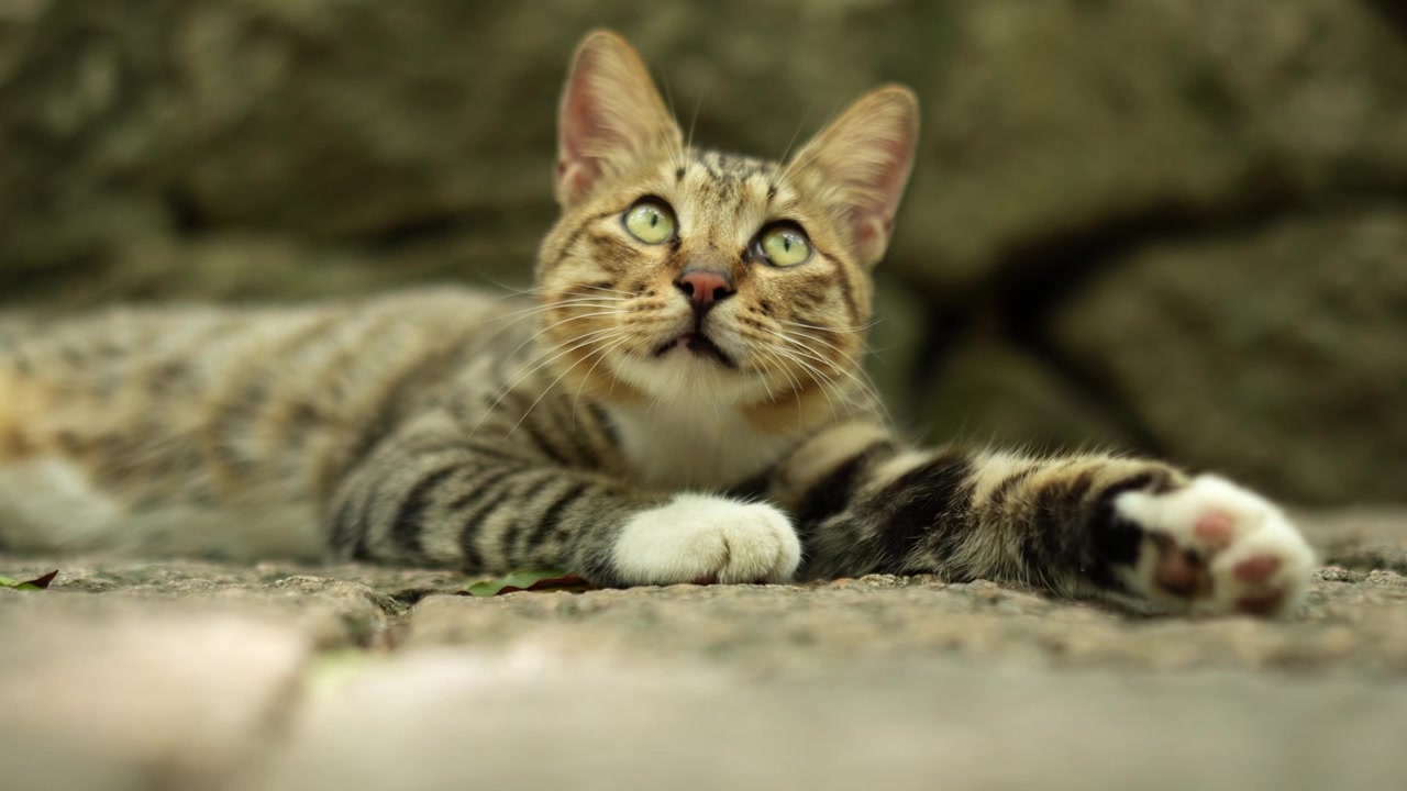 Un gatto randagio attento che si guarda intorno nei terreni del Tempio del Monte Putuo (4K25p)