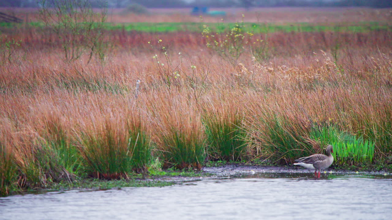 회색 헤론이 거위와 함께 호수 연안의 갈색 갈대에서 날아갑니다.