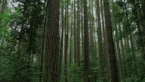 Vancouver-Britisch-Kolumbien-Wald