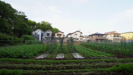 En-El-Barrio-De-Narimasu-En-Tokio,-Japón,-Hay-Muchos-Huertos,-Algunos-Pequeños-Y-Otros-Grandes