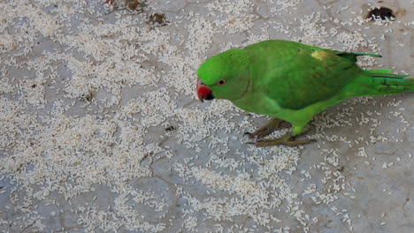 Rose-Ringed-Parakeet-eats-rice-grains