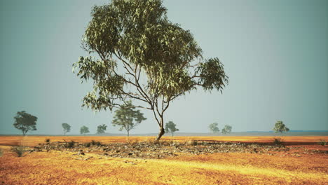 lonely tree stands in vast arid landscape under clear blue sky during daytime