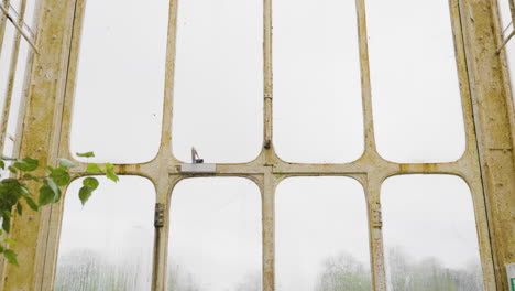 vintage greenhouse windows