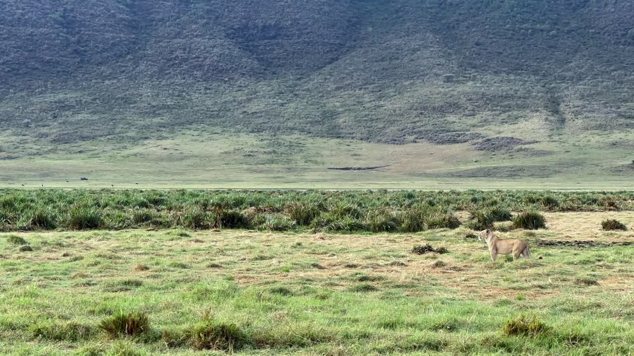 Maasai Lion (Panthera leo massaicus) watching potential prey in the distance. Ngorongoro crater, Tanzania.