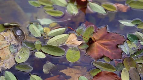 fallen leaves on a clear freshwater pond -close up