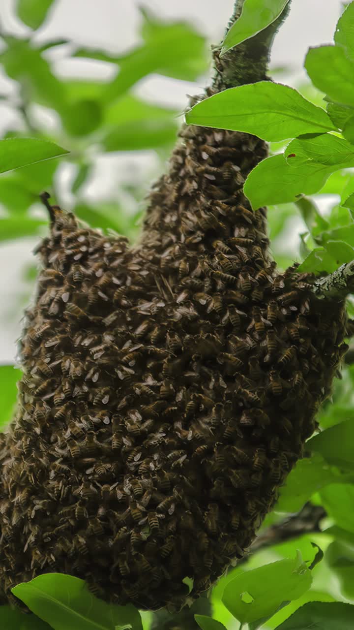 Swarm of bees or wasps flying around hive, close of natural insect behavior, backdrop