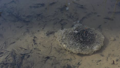 frog egg mass gelatinous polysaccharide in the pond 4k video