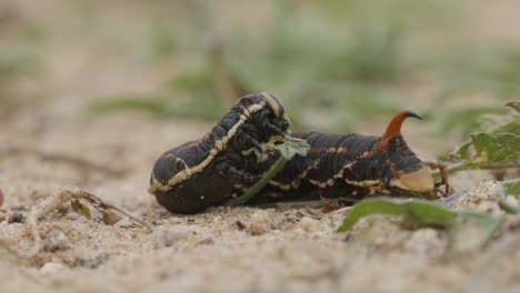 Sphinx-caterpillar-of-bindweed