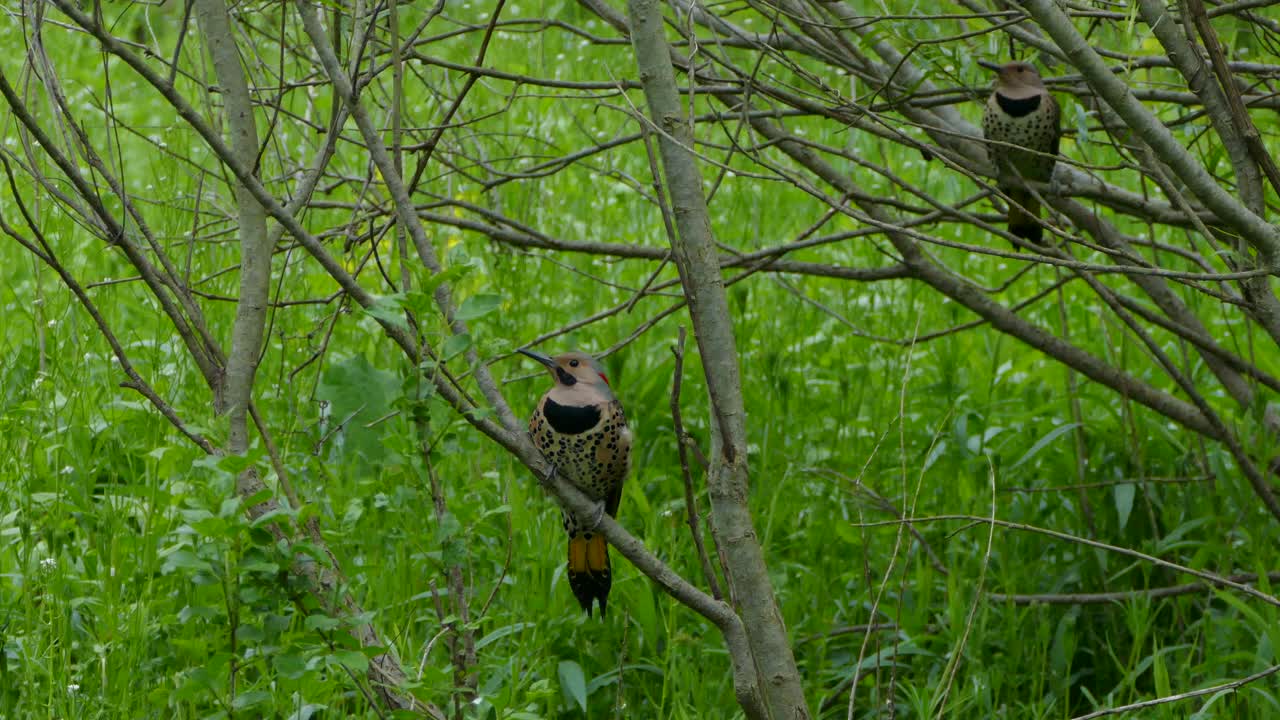 dos hermosos pájaros parpadeo del norte de eje amarillo posados en ramas en medio del bosque