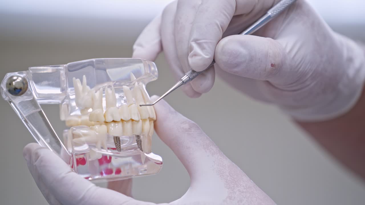 Dentist holding tooth model. Dentist holding the stick and pointing at the teeth model