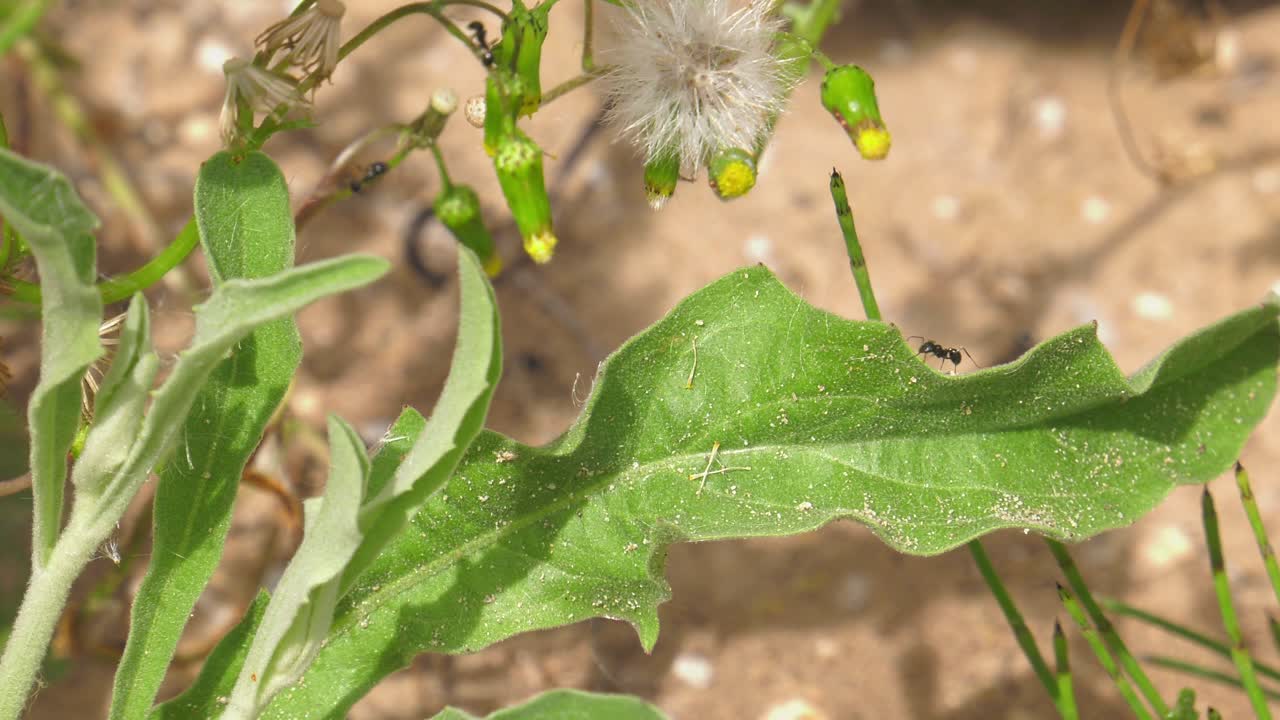 정원에 있는 개미들이 씨앗을 구하고, 잎사귀를 따라 걷고, 매크로, 느린 동작