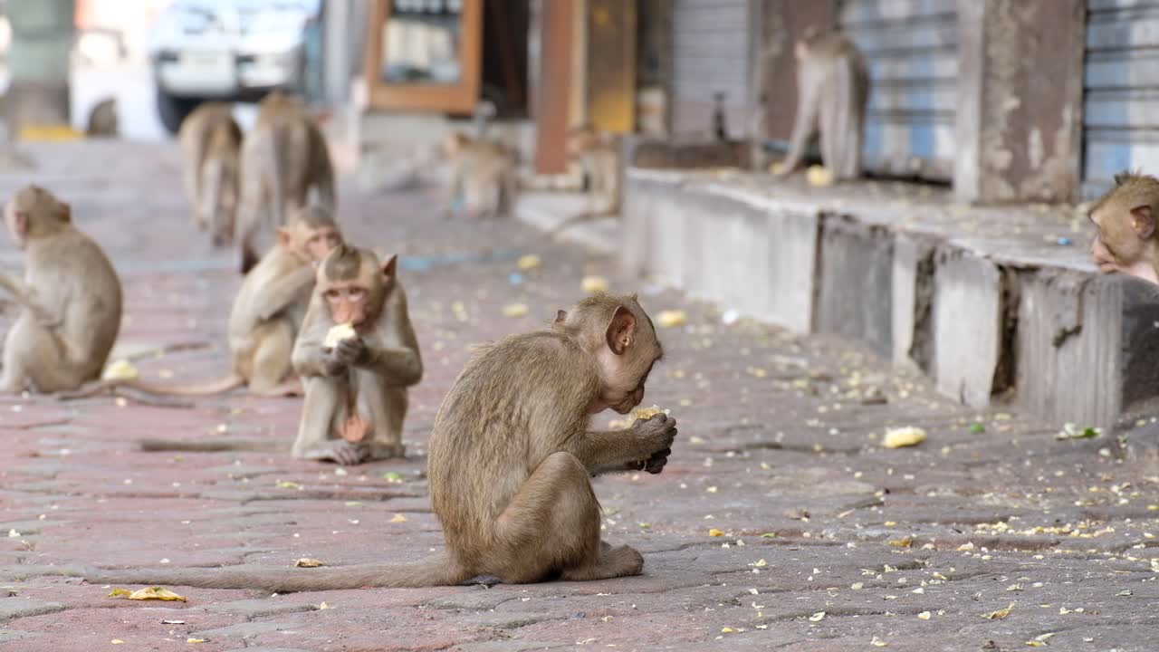 mono macaco comiendo comida callejera en la acera, lopburi, tailandia