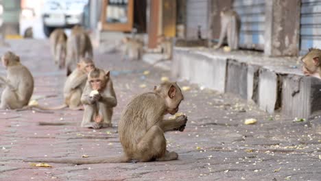 macaque monkey eating street food on the sidewalk, lopburi, thailand