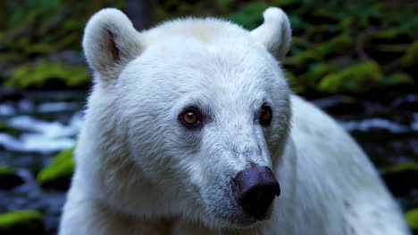white bear by a stream in the forest