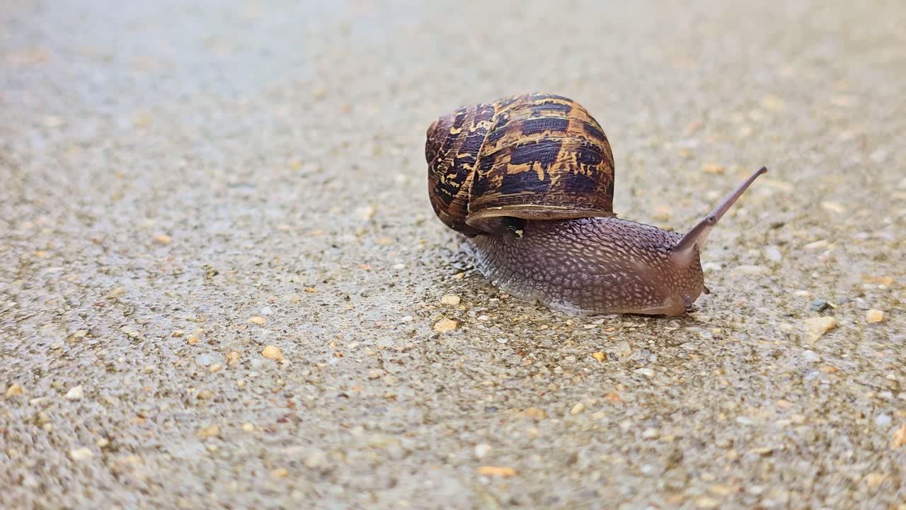Close-up of a snail crawling across a damp terrace surface after rainfall. France