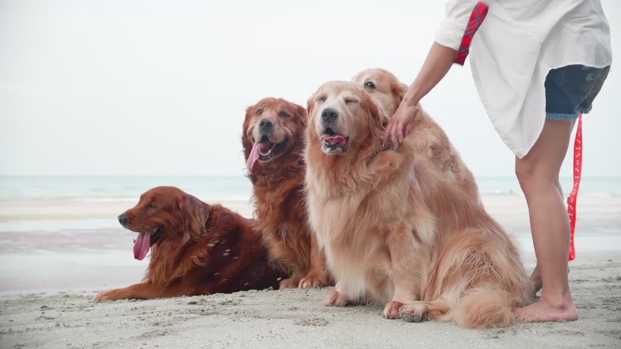 grupo de perros golden retriever descansando en la playa por la mañana